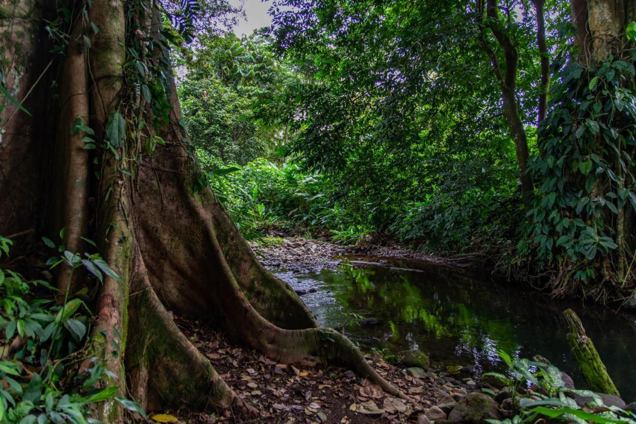 Noah'S Forest Hotel By Tifakara La Fortuna Extérieur photo